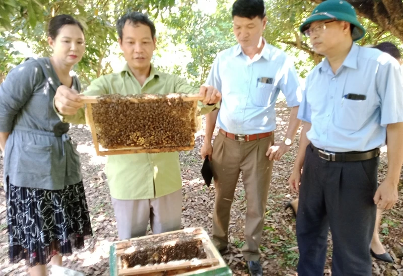 Ong nuôi dưới tán rừng nhãn ở xóm Khe Đù, xã Phúc Thuận, thị xã Phổ Yên (Thái Nguyên).