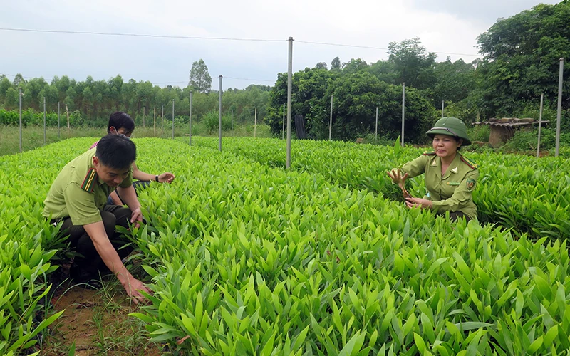 Cán bộ Chi cục Kiểm lâm tỉnh Lạng Sơn và Hạt Kiểm lâm huyện Hữu Lũng kiểm tra chất lượng giống cây lâm nghiệp tại một vườn ươm ở xã Sơn Hà.