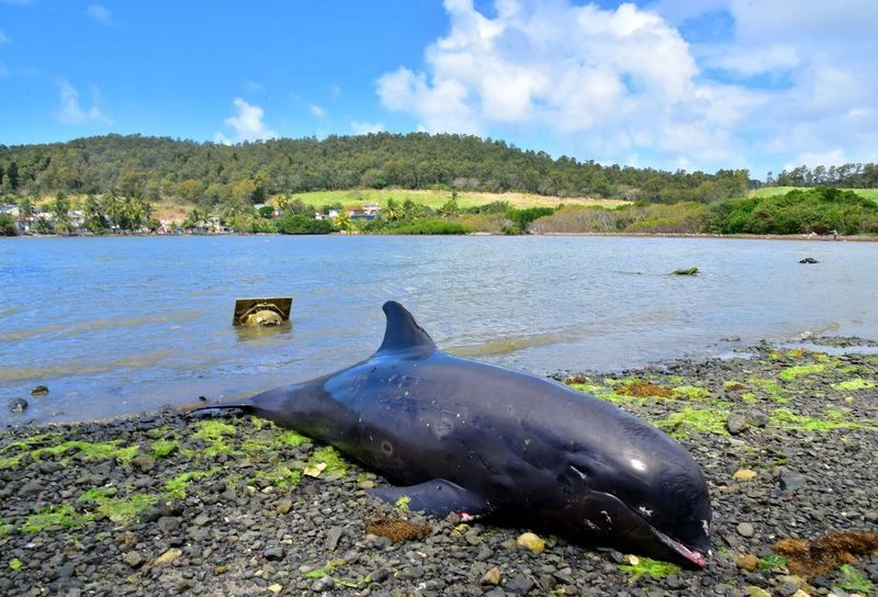 Xác một con cá heo chết và dạt vào bờ biển tại Grand Sable, Mauritius ngày 26-8. Ảnh: Reuters.