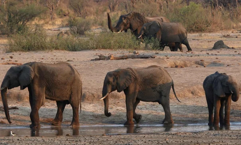 Đàn voi ở Vườn quốc gia Hwange, gần nơi 11 cá thể voi chết vào ngày 29-8.