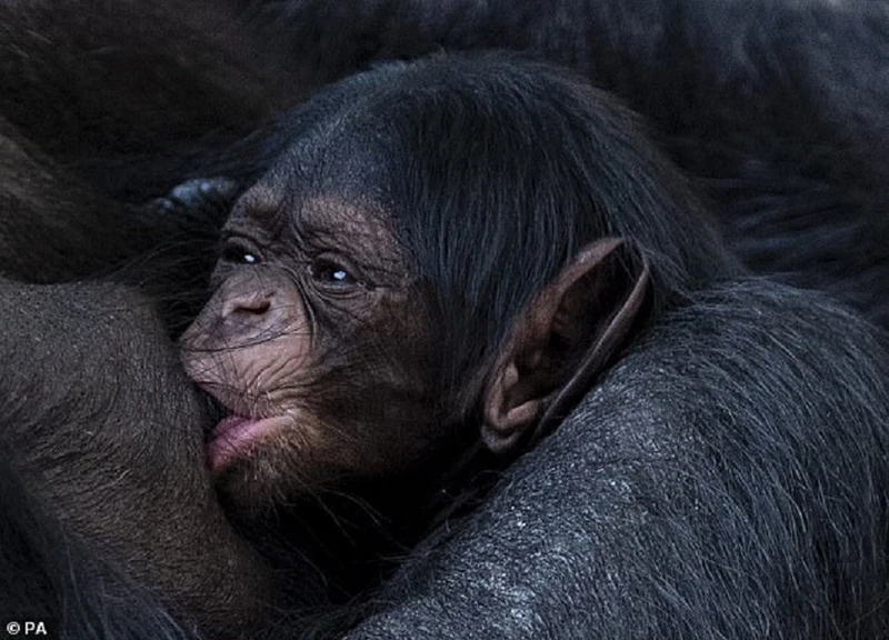 Tinh tinh Tây Phi 43 tuổi sinh con tại vườn thú ở Anh
