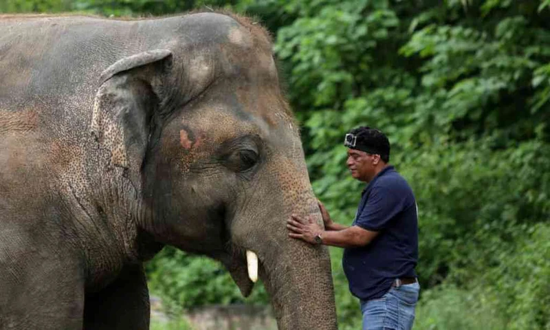 Bác sĩ thú y Amir Khalil dụ dỗ Kaavan tại Vườn thú Islamabad. Ảnh: Reuters.