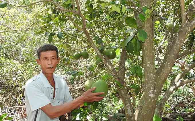 Cây bưởi da xanh trồng xen trên các vùng đất gò đồi, triền núi dốc đã đem lại thu nhập cao cho các hộ nhận khoán bảo vệ rừng tại Ninh Thuận.