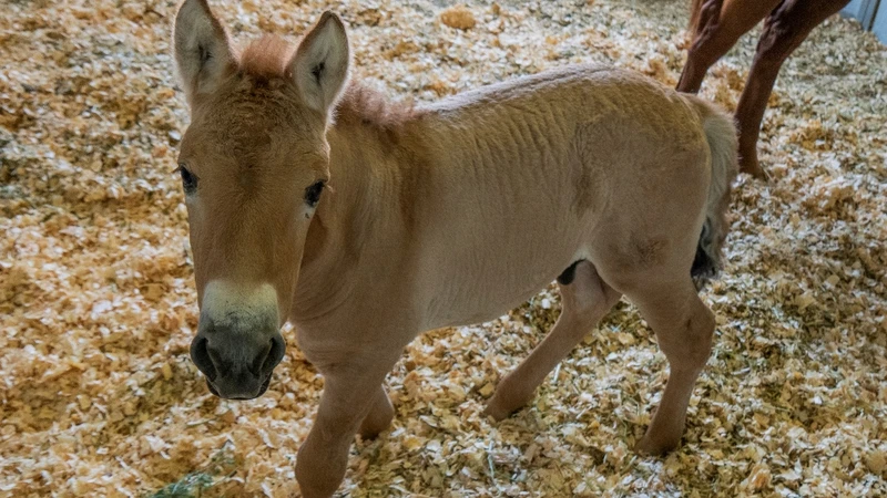 Ngựa con Przewalski được nhân bản tại cơ sở thú y Texas vào ngày 6-8.