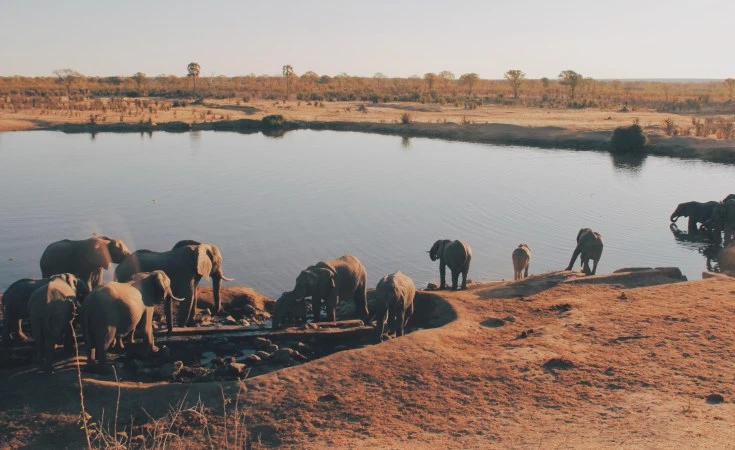 Đàn voi trong Vườn quốc gia Hwange, Zimbabwe.