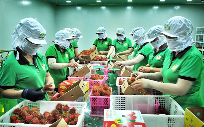 Đóng gói chôm chôm xuất khẩu tại Công ty TNHH Xuất, nhập khẩu trái cây Chánh Thu, huyện Chợ Lách, tỉnh Bến Tre. Ảnh: HỒ NGON