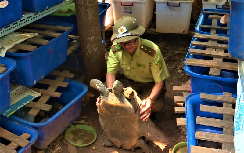 Công an TP Buôn Ma Thuột phát hiện hơn 100 con rùa các loại quý hiếm được nuôi nhốt tại nhà ông Triển.