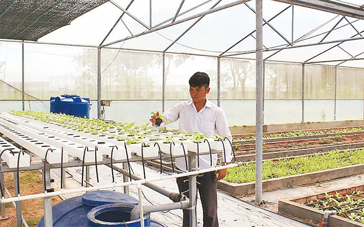 Mô hình trồng rau thủy canh tại Khu Nông nghiệp công nghệ cao TP Hồ Chí Minh. Ảnh: HUY ANH