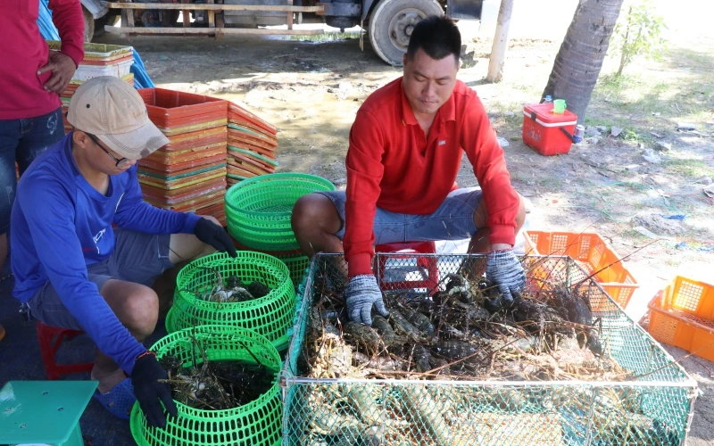 Người nuôi tôm hùm ở Phú Yên vui mừng khi giá tăng trở lại.