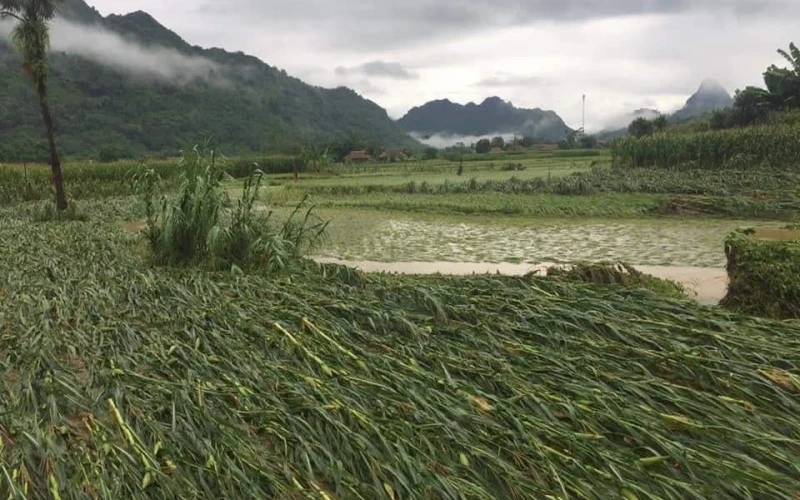 Hơn 30 ha lúa, ngô bị ngập nước.