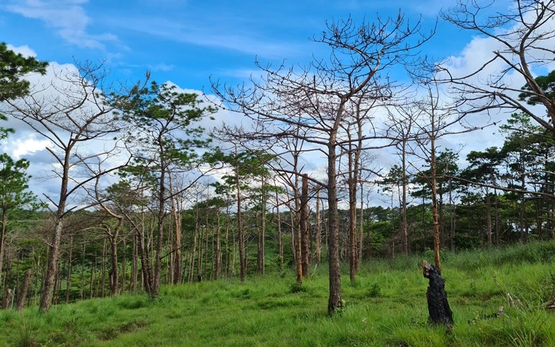 Nhiều diện tích rừng thông phòng hộ được giao cho người dân trái quy định dẫn đến thông bị đầu độc chết đứng, đất rừng bị xâm chiếm.