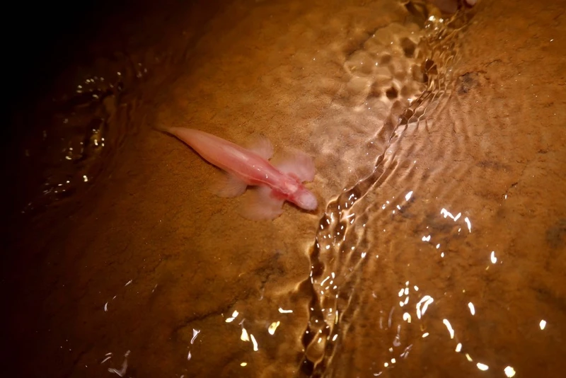 Một con cá thần tiên hang động được các nhà khoa học chụp được trong chuyến du ngoạn hang động ở tây bắc Thái Lan vào năm 2019. Ảnh: Bảo tàng Lịch sử tự nhiên​​​​​​​ Florida.