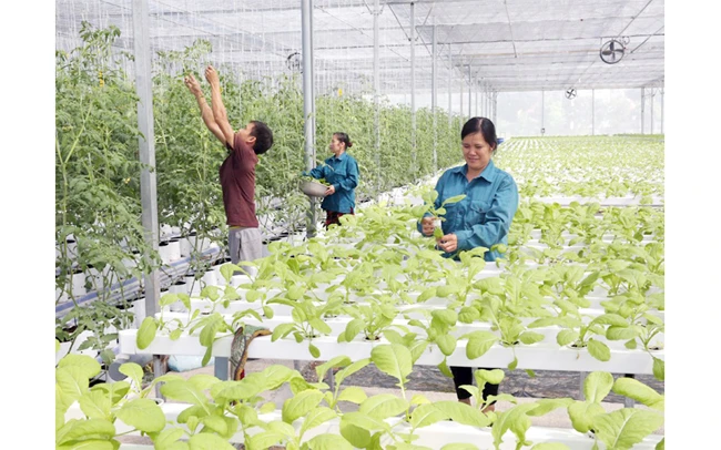 Chăm sóc rau thủy canh tại Hợp tác xã Nông nghiệp công nghệ cao Đức Phát (huyện Thanh Trì). Ảnh: BÁ HOẠT