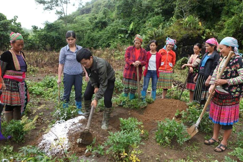 Các học viên học nghề được tham gia trực tiếp vào mô hình thực tế trồng cây lê ở xã Tả Ngảo. Trong ảnh: Học viên tham gia đào hố, chuẩn bị đất trồng cây lê.