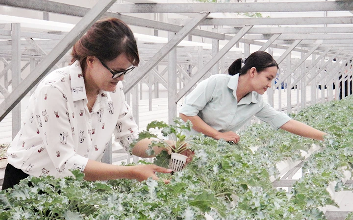 Mô hình trồng rau thông minh bằng các chế phẩm sinh học tại Công viên phần mềm Quang Trung (TP Hồ Chí Minh).