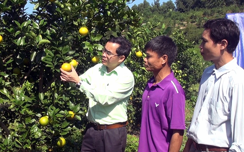 Kiểm tra trước khi thu hoạch tại một vườn bưởi ở xã Phúc Ninh (huyện Yên Sơn).