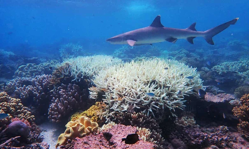 Ở rạn san hô Great Barrier, san hô đã bị tẩy trắng trên diện rộng nhất được ghi nhận. Ảnh: Đại học James Cook / Getty Images.