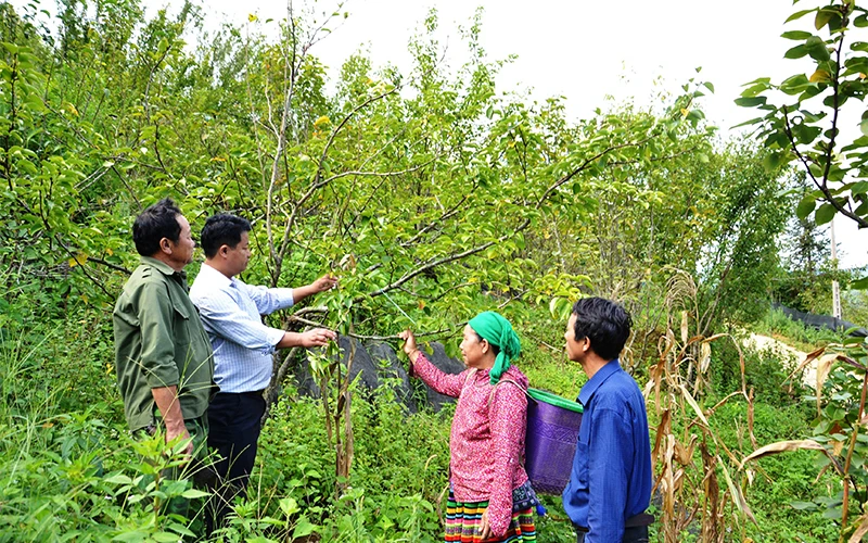 Cán bộ hướng dẫn đồng bào dân tộc thiểu số huyện Si Ma Cai (Lào Cai) trồng cây ăn quả. Ảnh: Quốc Hồng