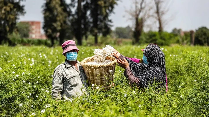 Nông dân làm việc nhiều giờ trên cánh đồng hoa. Ảnh: AFP