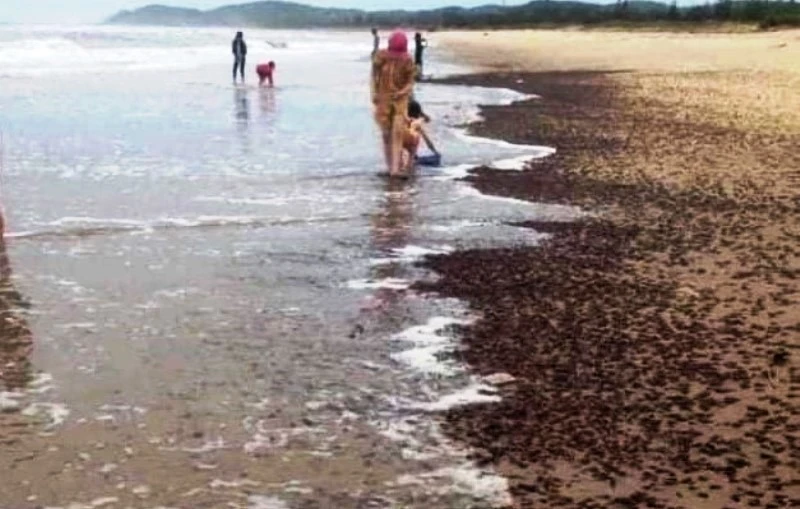Ốc xoắn dạt vào dày đặc ở bờ biển bắc tỉnh Quảng Bình.