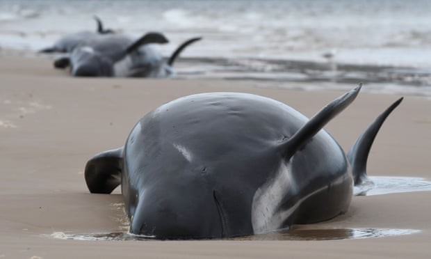 Cá voi mắc cạn ở cảng Macquarie, bang Tasmania, Australia. Ảnh: Getty Images.