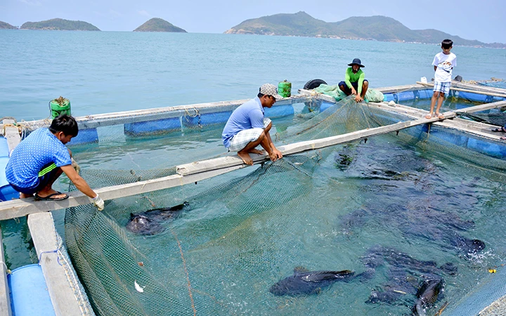 Ngư dân xã Nam Du, huyện Kiên Hải (Kiên Giang) thu hoạch cá nuôi lồng bè trên biển. Ảnh: VINH TÂM