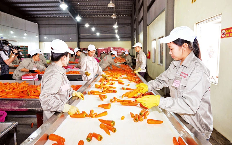 Công ty TNHH MTV Hưng Việt (Hải Dương) sơ chế cà rốt xuất khẩu. Ảnh | QUANG HIẾU