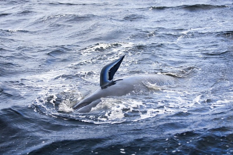Một con cá voi đang ở gần Strahan, Australia, ngày 23-9. Ảnh: AP.