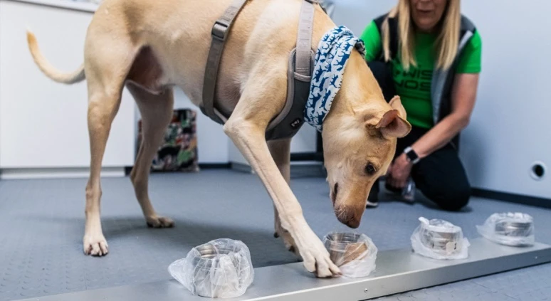 Một chú chó của Wise Nose đang thực hiện nhiệm vụ phát hiện mùi của virus SARS-CoV-2. Ảnh: Finavia.