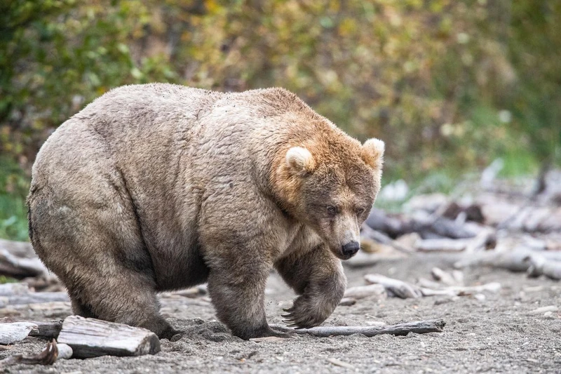 Chú gấu 435 Holly, nhà vô địch Tuần lễ Gấu béo năm 2019, cũng là một trong 12 ứng cử viên của năm nay. Ảnh: NPS.