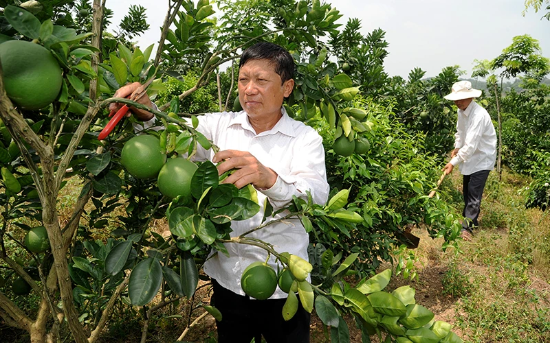 Nông dân xã An Dương, huyện Tân Yên (Bắc Giang) chăm sóc cây bưởi. Ảnh: Nguyễn Hưng