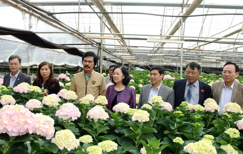 Đồng chí Trương Thị Mai và lãnh đạo tỉnh Lâm Đồng, TP Đà Lạt, thăm mô hình sản xuất hoa cao cấp tại trang trại Công ty Dalat Hasfarm. 