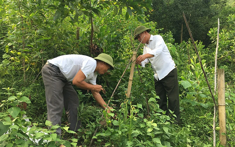 Gia đình anh Nguyễn Văn Chỉnh, phường Châu Sơn, TP Sông Công (Thái Nguyên) trồng cây ba kích dưới tán lá rừng cho thu nhập cao.