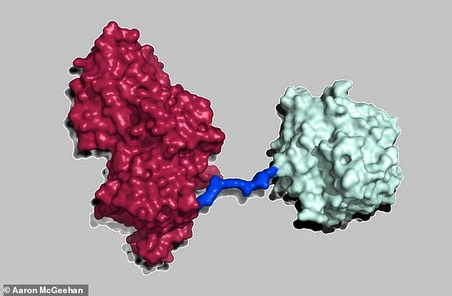 Siêu enzyme bao gồm enzyme MHETase và PETase (tương ứng là màu đỏ và xanh lam). Ảnh: Aaron McGeehan.