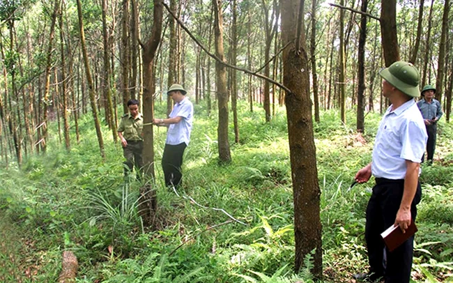 Lực lượng kiểm lâm và cán bộ địa phương khảo sát năng suất rừng trồng tại huyện Yên Bình (Yên Bái). Ảnh: VĂN THÔNG