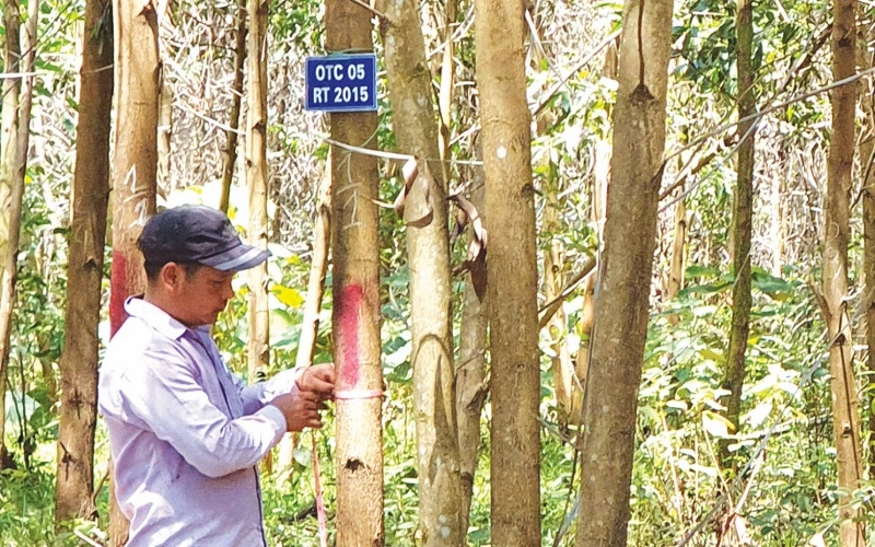 Trồng rừng FSC cho nông dân Quảng Trị thu nhập cao hơn trồng theo cách truyền thống.