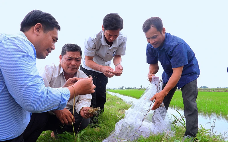 Nông dân Trần Văn Quyết (bìa phải) kiểm tra tôm được thả nuôi trong ruộng lúa. 