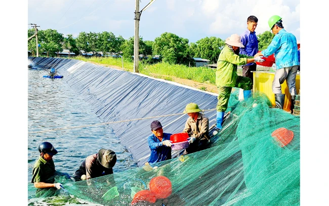 Thu hoạch tôm của Công ty cổ phần Thủy sản Tân An, thị xã Quảng Yên (Quảng Ninh).