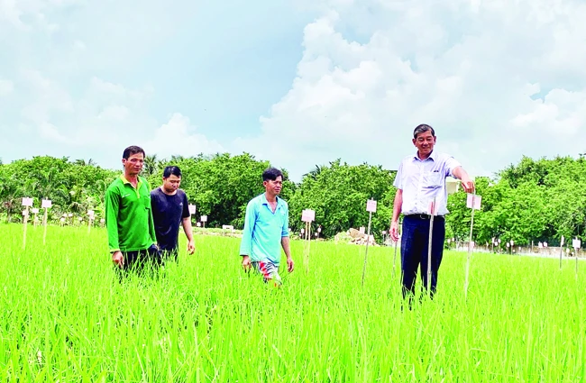 Ông Hồ Quang Cua cùng cộng sự kiểm tra các giống lúa được lai ghép tại Trại Nghiên cứu và Sản xuất giống lúa Hồ Quang. 