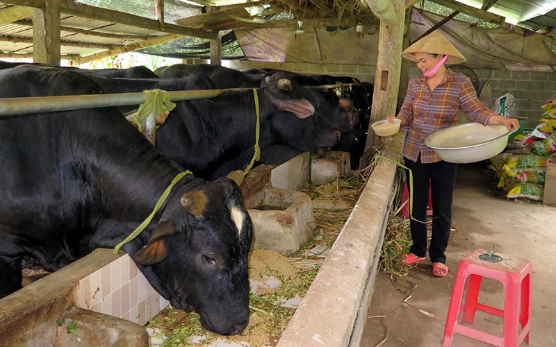 Gia đình chị Vi Thị Tuyên ở xóm Ðồng Ruộng, xã Tràng Xá nuôi bò 3B mang lại giá trị kinh tế cao.