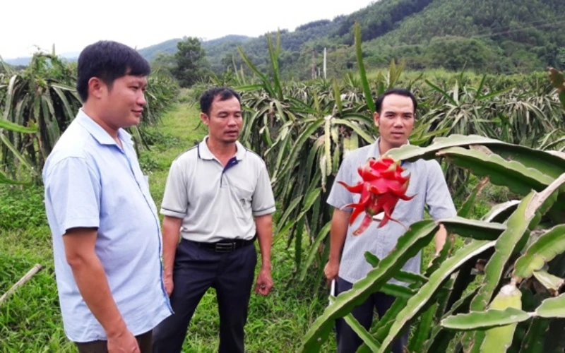 Cán bộ khuyến nông huyện Như Xuân trao đổi với nông hộ.