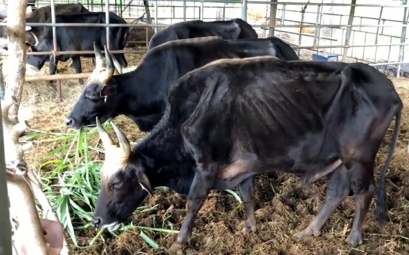 Đàn bò tót lai đã được gặm cỏ tươi sau thời gian nhai rơm khô “cầm hơi” chờ xử lý tài sản sau khi thực hiện nhiệm vụ khoa học và công nghệ.