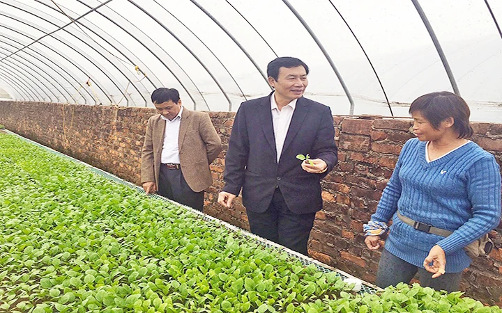 Bà Đặng Thị Cuối giới thiệu mô hình trồng rau sạch với cán bộ Hội Nông dân TP Hà Nội. 