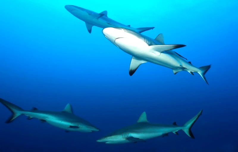 Cá mập rạn san hô xám, được nhìn thấy ở Cộng hòa Fiji, là một trong những loài cá mập hàng đầu được đánh bắt để lấy dầu gan cá. Ảnh: Getty Images.