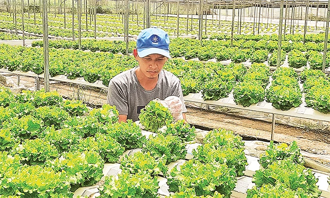 Trang trại trồng rau thủy canh ứng dụng công nghệ cao của hộ gia đình anh Nguyễn Tất Nhu, xã Nhuận Đức, huyện Củ Chi mang lại lợi nhuận cao.