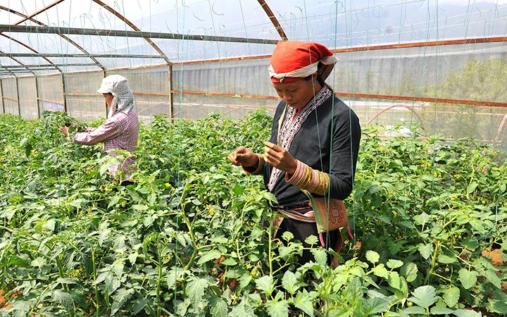 Người dân thị xã Sa Pa (Lào Cai) trồng cà chua trong nhà lưới, mang lại hiệu quả kinh tế cao. Ảnh: ĐĂNG KHOA