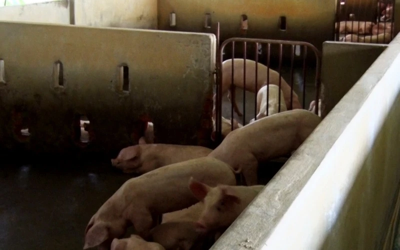 Người dân An Giang đang tái đàn nuôi lợn, sau khi xảy ra dịch tả lợn châu Phi.