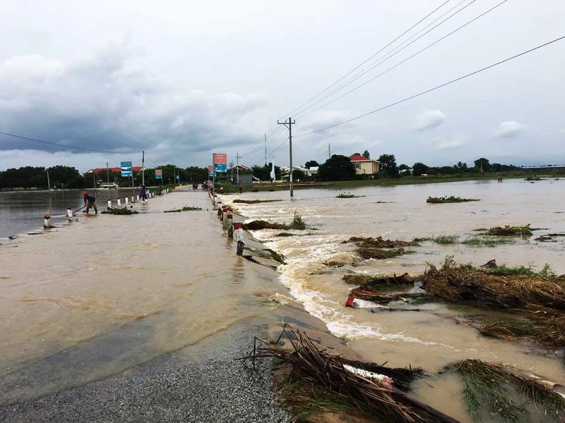 Người dân thôn Từ Tâm, xã Phước Hải, huyện Ninh Phước, tỉnh Ninh Thuận tìm cách cứu lúa đang bị ngập úng.
