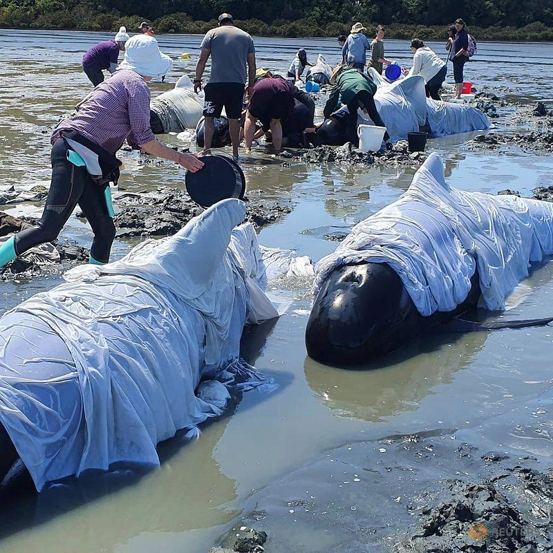  Cá voi chết vì bị mắc cạn ở Coromandel, New Zealand vào ngày 17-10. Ảnh: Reuters.