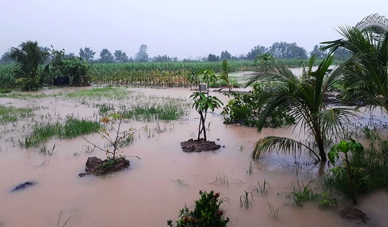 Các vườn trồng cây ăn trái ở Cù Lao Dung bị ngập sâu trong nước.